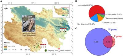 Comparative analysis of gut DNA viromes in wild and captive Himalayan vultures